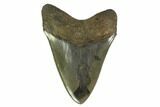 Serrated, Fossil Megalodon Tooth - Georgia #135919-2